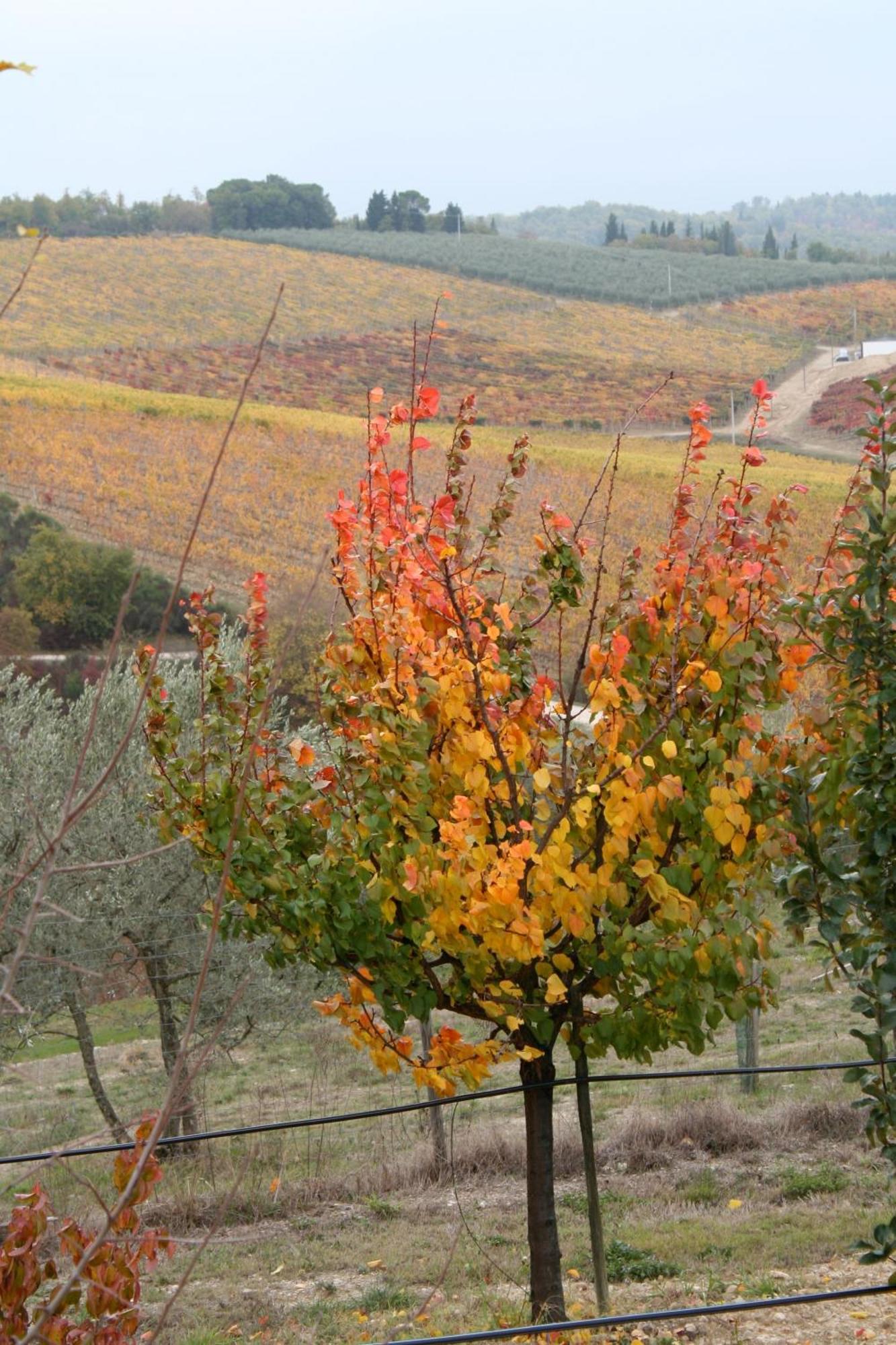 Le Terrazze Del Chianti B&B Residenza D'Epoca E Di Charme San Donato in Poggio Kültér fotó